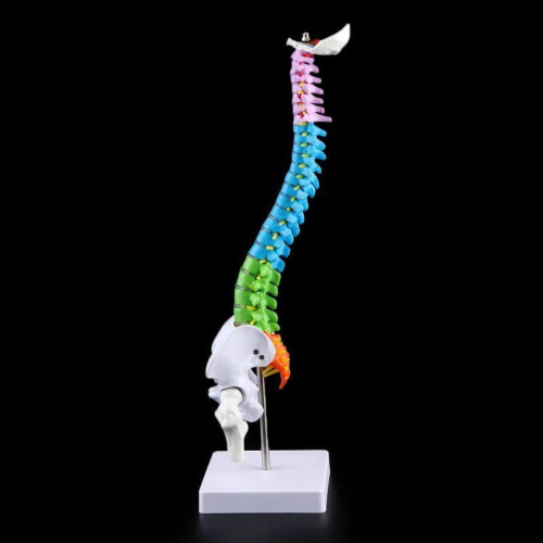 45cm Removable Human Spine Model Spinal Column Vertebral Lumbar Curve Anatomical 1