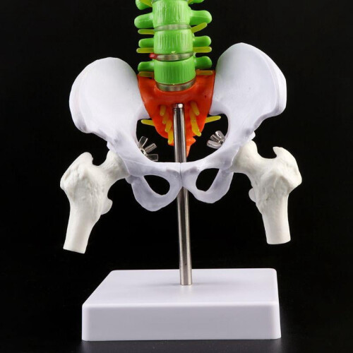 45cm Removable Human Spine Model Spinal Column Vertebral Lumbar Curve Anatomical 2