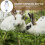 Pet Water Feeder Rabbit Water Bottle Silver 1 Set 2