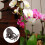 200Pcs Flower-Shaped Plant Clips, Support Clips, Brown/Green 3