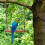 Parrot Perch Hammock Toy for Small Birds 6