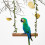 Parrot Perch Hammock Toy for Small Birds 7