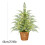 Pre-Lit 2ft Mini Christmas Tree Green Nordic Spruce with 3