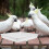 Bird Water Bowl Replacement Plastic 2 pcs 3
