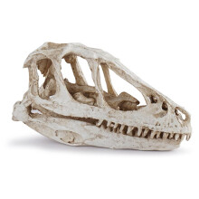 Desktop Decor Dinosaur Skull Model Resin Dinosaur Skull Model Simulated Animal Skeleton Home Decor Teaching Prop