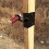 Target Hanger Target Stand Base Adjustable Height Steel Post AR500 Steel Gong Targets Conversion Adapter 6