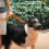 Dog Muzzle Soft Breathable Design for Small Medium Large Dogs with Adjustable Straps Ideal for Biting Chewing and Licking 4