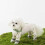 Dog Anti-Dust Pants Waterproof Adjustable Suspender 2