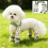 Dog Anti-Dust Pants Waterproof Adjustable Suspender 8
