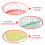 3 Pcs Small Plastic Baskets Organizer with Handle Handles Hamper Travel 3