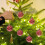 Shatterproof Weave Striped Christmas Balls Red 6 PCS 8