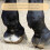 Manure Fork Replacement , Pitchfork , Horse Manure Rake, for Picking  Manure, Stable Waste Removal, Black 2