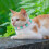 Collier Peluche Pour Animaux Confortables Multicolores 3
