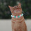 Collier Peluche Pour Animaux Confortables Multicolores 4