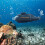 Remote Control Sub diving Toy Remote Control Playing Water Toys 5
