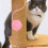 Replacement Cat Scratching Post Accessories Crinkle Balls Playing 5