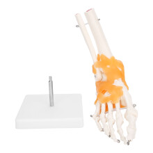 Enchanting Human Anatomical Model, Delve Into The Mysteries Of Detailed Examination With Clear Ligaments, A High Quality Material Creation For