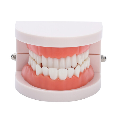 Portable Dental Learning Resource, Standard Teeth Model For Clear Morphological Structure Analysis, High Quality Plastic Ensures Sturdiness,