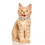 Dierenparel Halsband Flexibele PU En 4
