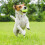 Dierenparel Halsband Flexibele PU En 6