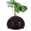 1Ensemble Capot Plastique Noir Fixation Facile Pour Orchidées 5