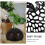 1Ensemble Capot Plastique Noir Fixation Facile Pour Orchidées 6
