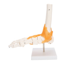 Human Foot Skeleton Model, 1:1 Bone & Ligament Foot Joint Accurate Replica