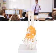 Human Foot Skeleton Model with Ligaments, Eco PVC, 1:1 Scale
