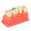 Dental Teaching Aid, Gingiva Visible, Detachable Crowns For Enhanced Learning Experiences 6