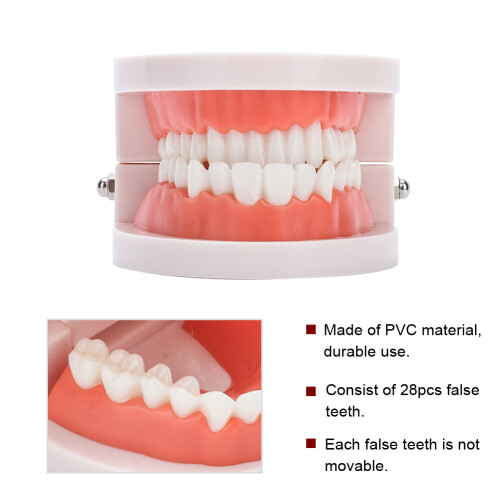 Portable Dental Learning Resource, Standard Teeth Model For Clear Morphological Structure Analysis, High Quality Plastic Ensures Sturdiness, 1