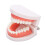 Portable Dental Learning Resource, Standard Teeth Model For Clear Morphological Structure Analysis, High Quality Plastic Ensures Sturdiness, 4