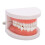 Portable Dental Learning Resource, Standard Teeth Model For Clear Morphological Structure Analysis, High Quality Plastic Ensures Sturdiness, 5