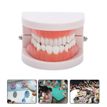 28Pcs Adult Dental Denture Gums Model, PVC Teaching Tool, 9x8x5.8cm