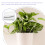 2Pièces Protection Arbustes Tissu Non Résistante Gel 10