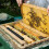 20Pcs Small Bee Hive Beetle Blaster Beetle Trap Beekeeping Tools 11