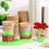 (Small 6*6cm) 50PCS Biodegradable Plant Pots for Garden/Herbs 1