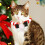 (M) Festive Pet Collar - Red & Green Bow Tie 3