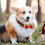 (M) Festive Pet Collar - Red & Green Bow Tie 4