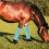 4Pcs Lightweight Horse Mesh Fly Boots Protective Leg Wraps for Riding 4