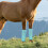 4Pcs Lightweight Horse Mesh Fly Boots Protective Leg Wraps for Riding 6