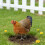 Weather-Resistant Acrylic Chicken Yard Decor 5