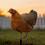 Weather-Resistant Acrylic Chicken Yard Decor 7