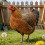 Weather-Resistant Acrylic Chicken Yard Decor 8