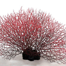 (502005) Colorful Coral & Plants for Aquarium Decor (50 chars)