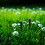12 Pcs Solar Ground Pole Landscape Light Stakes Yard For Decorations 8