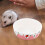 En Céramique Pour Petits Animaux Coloré Compact 5
