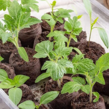 (10pcs) Veggie Planting Soil Blocks - 50 Char