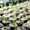 (20PCS) Veggie Planting Soil Blocks - 50 Char 3