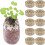 (10pcs) Veggie Planting Soil Blocks - 50 Char 5