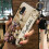 Θήκη τηλεφώνου συμβατή με Samsung Galaxy Xcover Pro – Αδιάβροχη, ανθεκτική στους κραδασμούς, 5